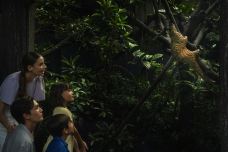 夜间野生动物园-新加坡-C-IMAGE