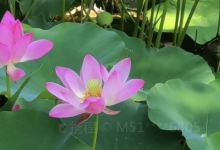 元妃荷园景点图片