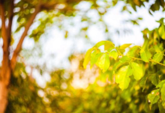 弘前市苹果公园景点图片