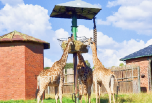 约翰内斯堡动物园景点图片