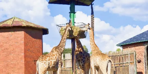 約翰內斯堡動物園