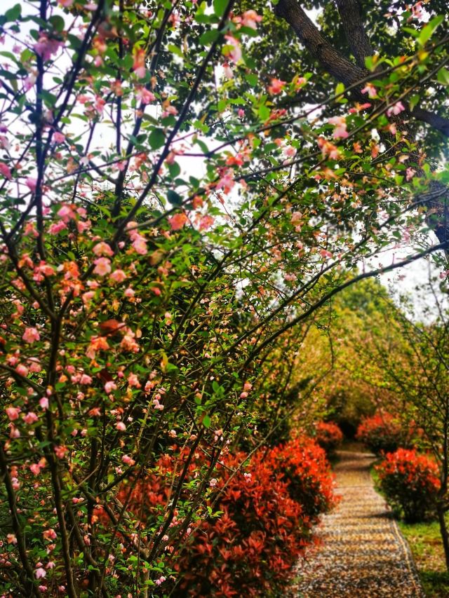 南岭植物园旅行图片 1