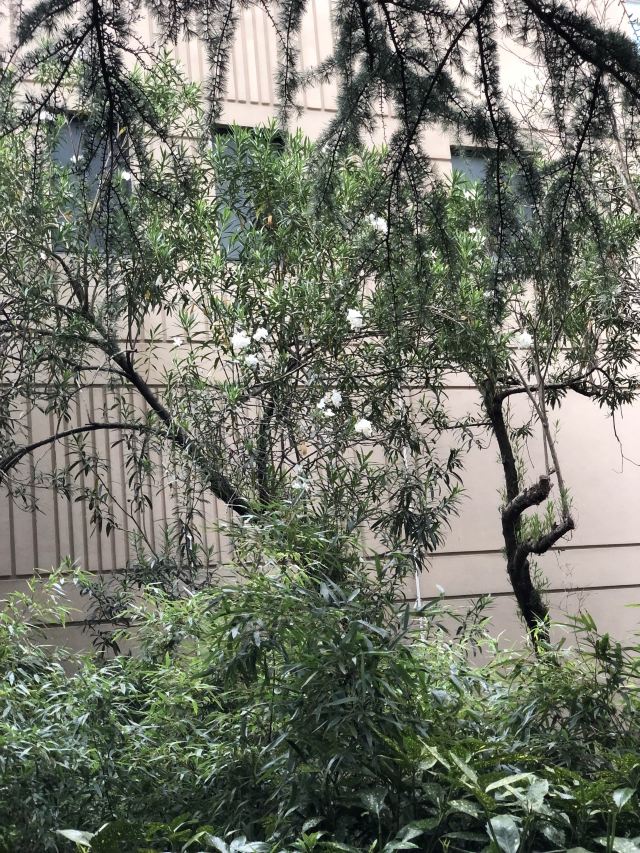 襄阳公园旅行图片 3