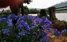 金殿公园赏花-昆明