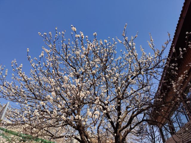 崂山大崂樱桃谷旅行图片