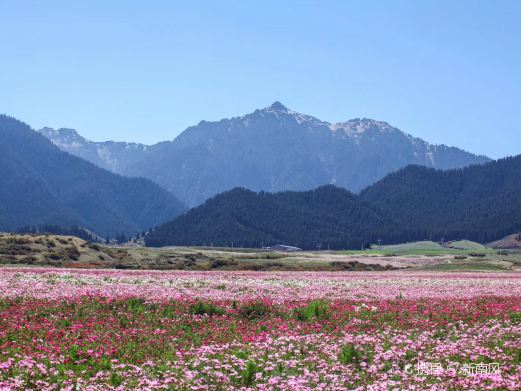 南山花海