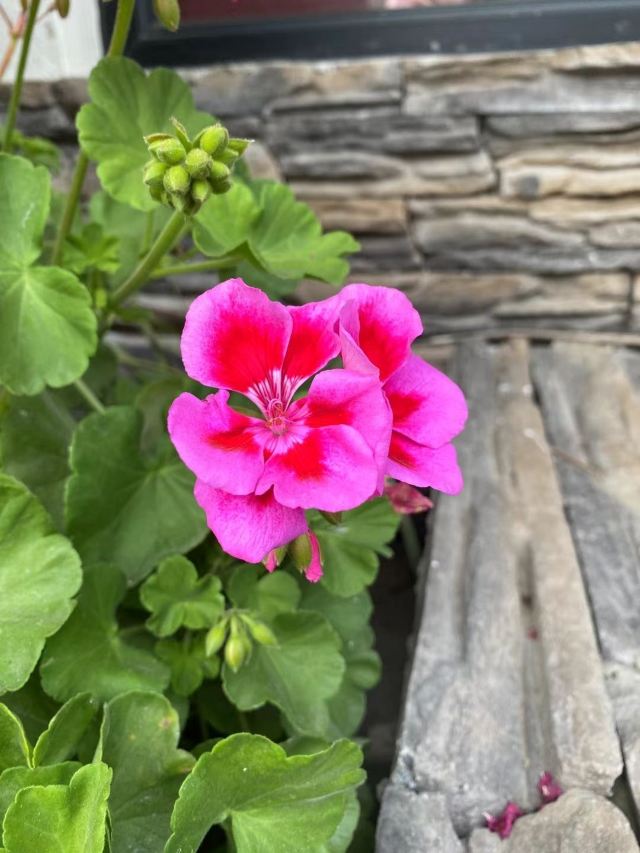地坛公园旅行图片 4