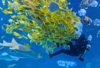 太平洋海底世界+中国科学技术馆一日游【唐山出发】【能让孩子亲近海洋生物，学习到海洋知识】