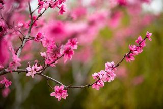 这个春天,去萧县喝碗羊肉汤