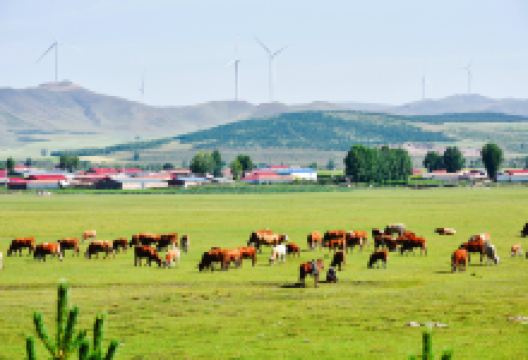 国营御道口牧场景点图片