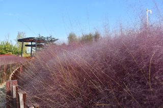 威海羊亭湿地公园游记2020.10