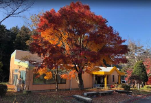 Tatsuno-Cho World Insects Museum景点图片