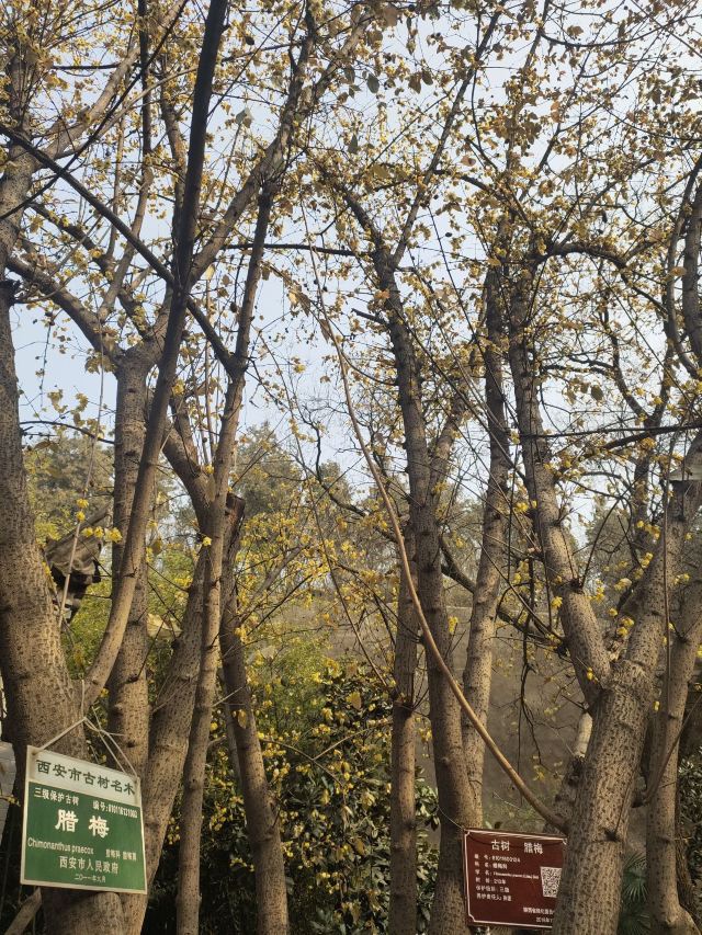 杜甫纪念馆旅行图片 3