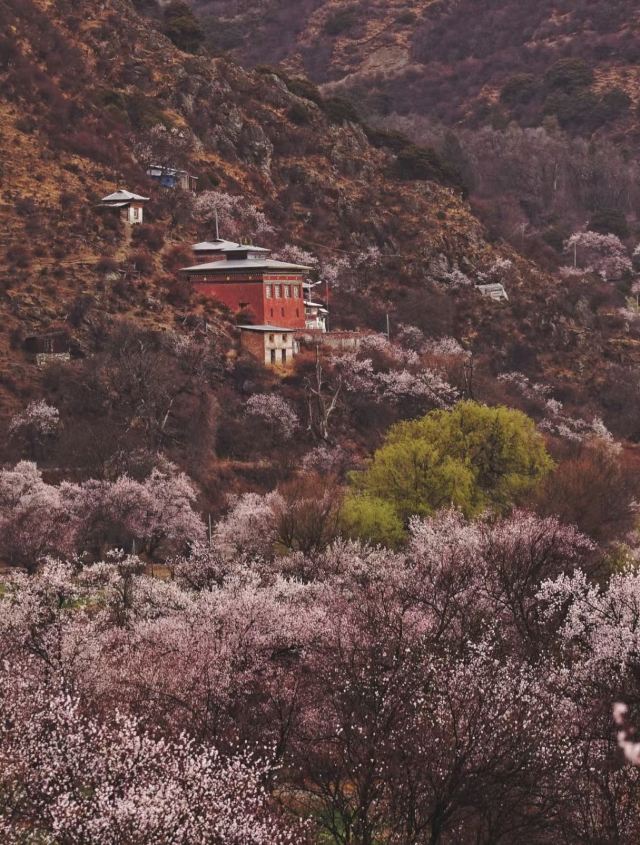 嘎拉桃花源旅行图片 4