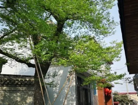 邵伯古鎮景區-甘棠樹