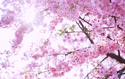 桃花·樱花·格桑花·油菜花·三月天浪漫齐聚绽放!醉美桃源·求婚胜地!粉红色回忆!