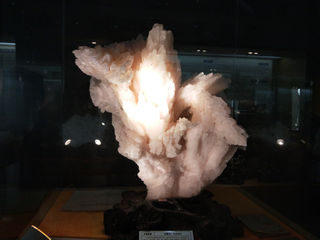 古生物化石，一部生物进化史