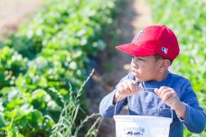 Southern Belle Farm-麦克多诺