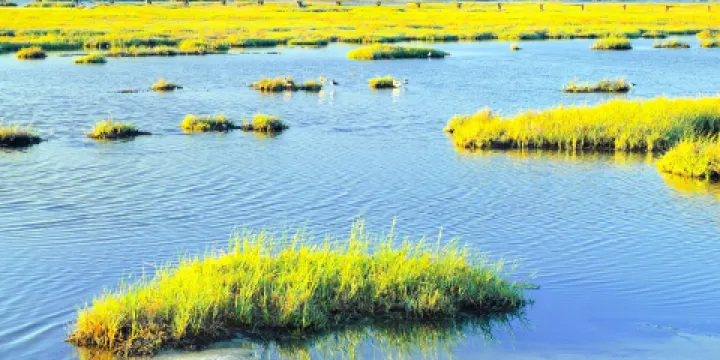 帕羅奧圖海灣濕地自然保護區