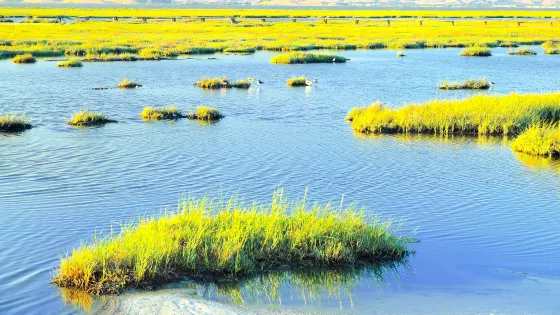 帕羅奧圖海灣濕地自然保護區