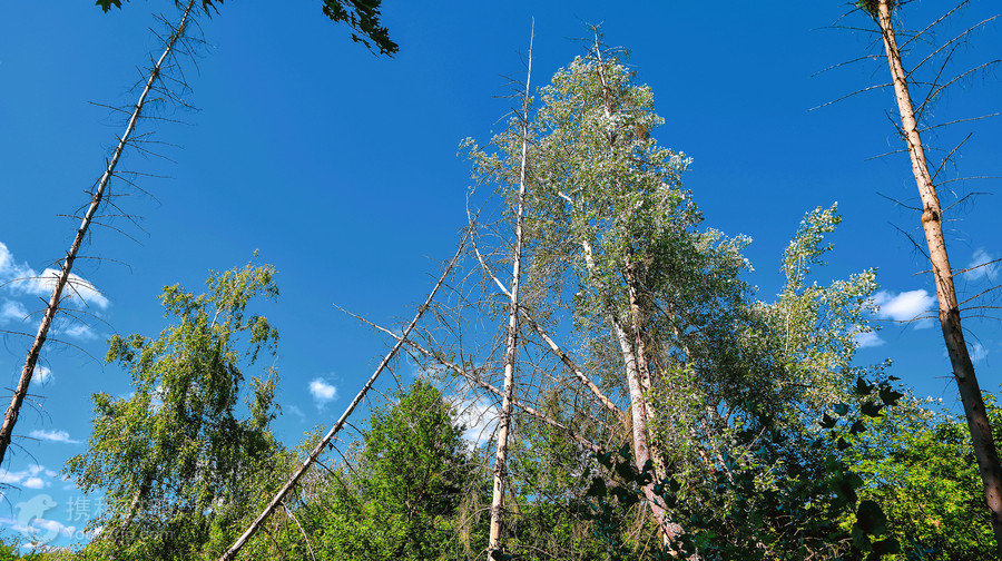 金龍山國家森林公園
