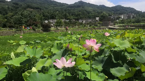 鹿鳴荷畔