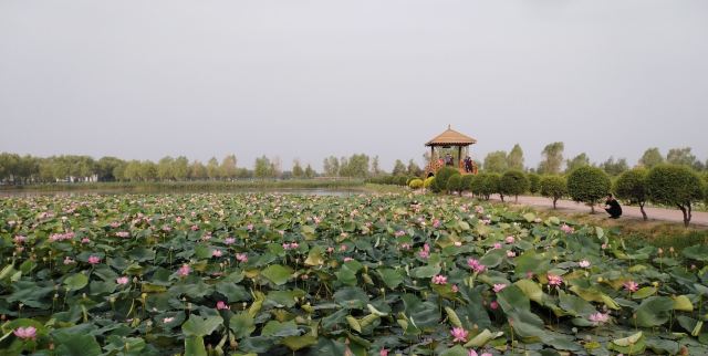 西海湿地公园旅行图片 1