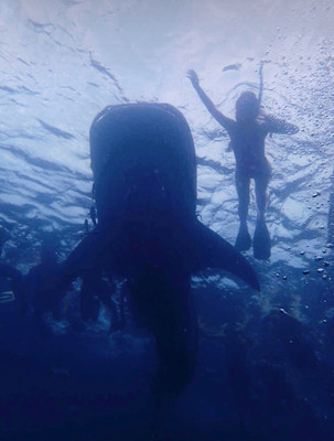 泰国旅行 之 涛岛 潜水