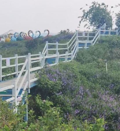 丽江花花色玫瑰庄园旅行图片 2