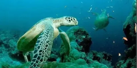 海龜島國家公園