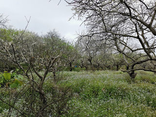 从化桂峰村：李花怒放白，创出粤“雪原”