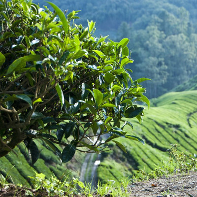 帝一汤——勐腊茶与易武大叶茶
