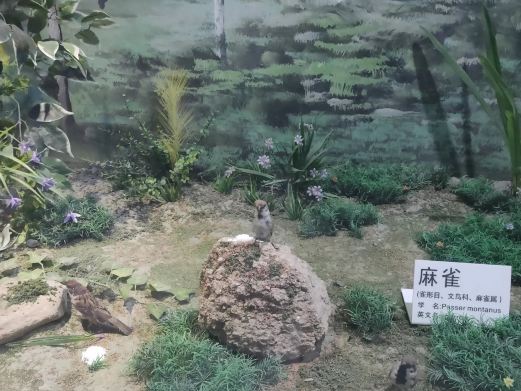 青岛滨海学院世界动物自然生态博物馆