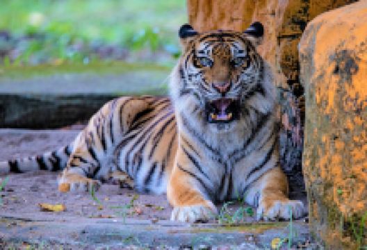 泗水动物园景点图片