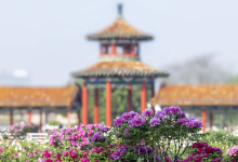 曹州百花园景点图片