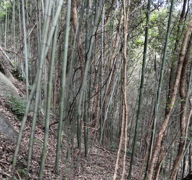 长沙黑麋峰森林公园旅行图片 2