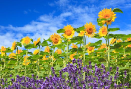 上富良野花田景点图片