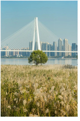 武汉旅拍网红地,汉口江滩的芦苇荡