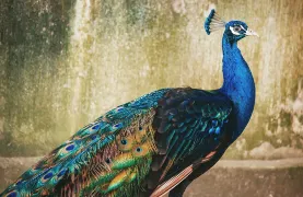 4-Day Qujing Tour: From Kylin Park to Nizhuhe Grand Canyon, geological wonders and natural beauty