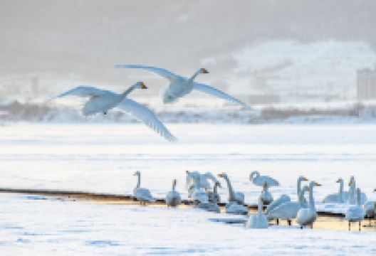 天鹅泉湿地公园景点图片