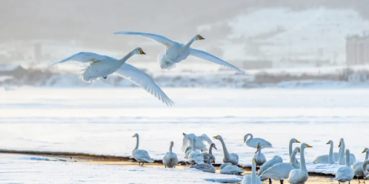 天鵝泉濕地公園