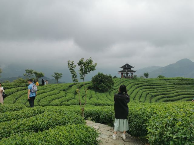 布央茶山旅游区旅行图片 6
