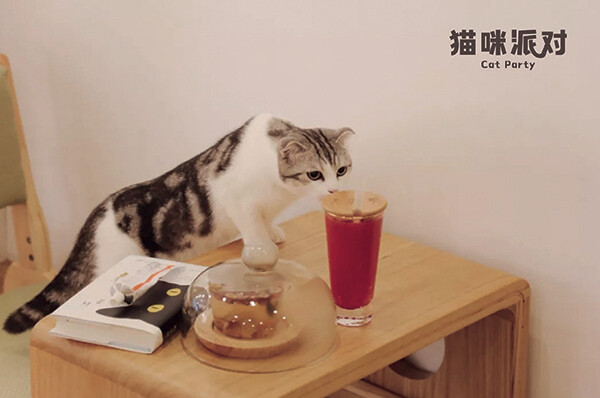 猫咪派对猫咖真的是治愈内心的小能手