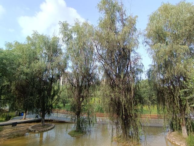 长安城市公园(樊川公园)旅行图片 2