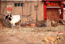 它支村景点图片