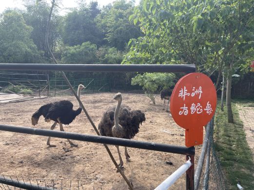 摩树动物庄园