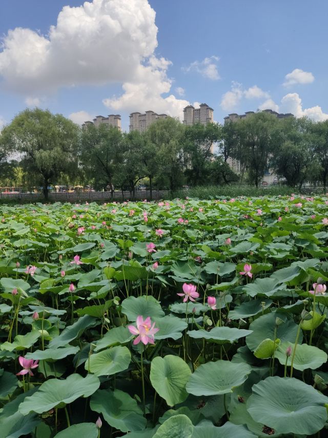 北山公园旅行图片 1