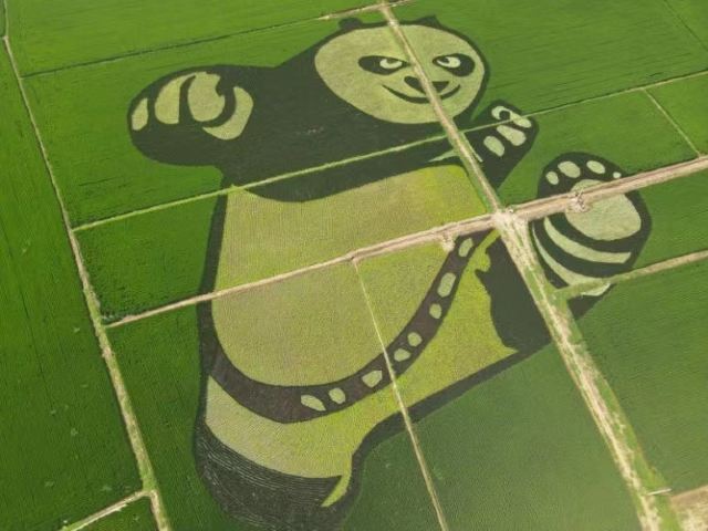 辽中蒲河稻乡稻田画景区旅行图片 9
