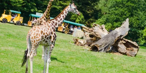俄斯特拉發動物園