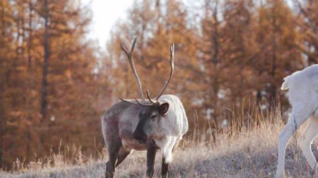 額市古雅馴鹿部落